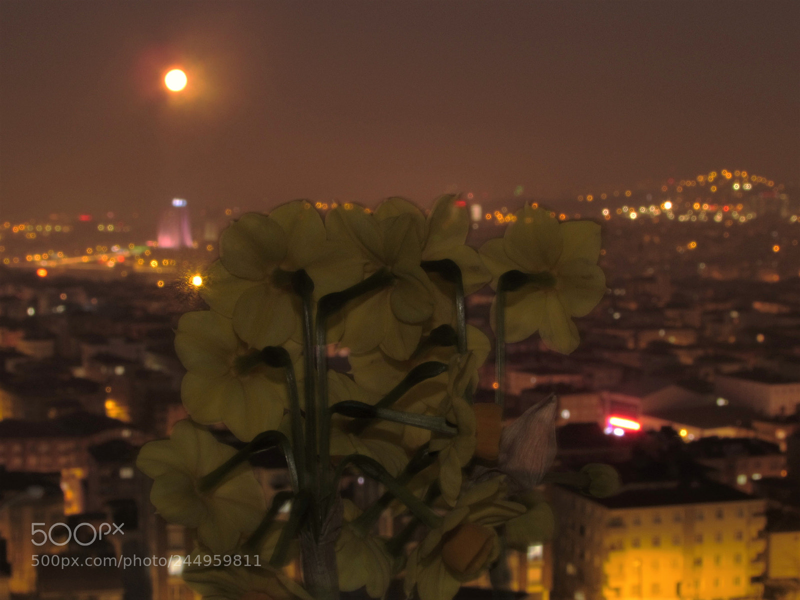 Canon PowerShot SX510 HS sample photo. Yellow moon and flower photography