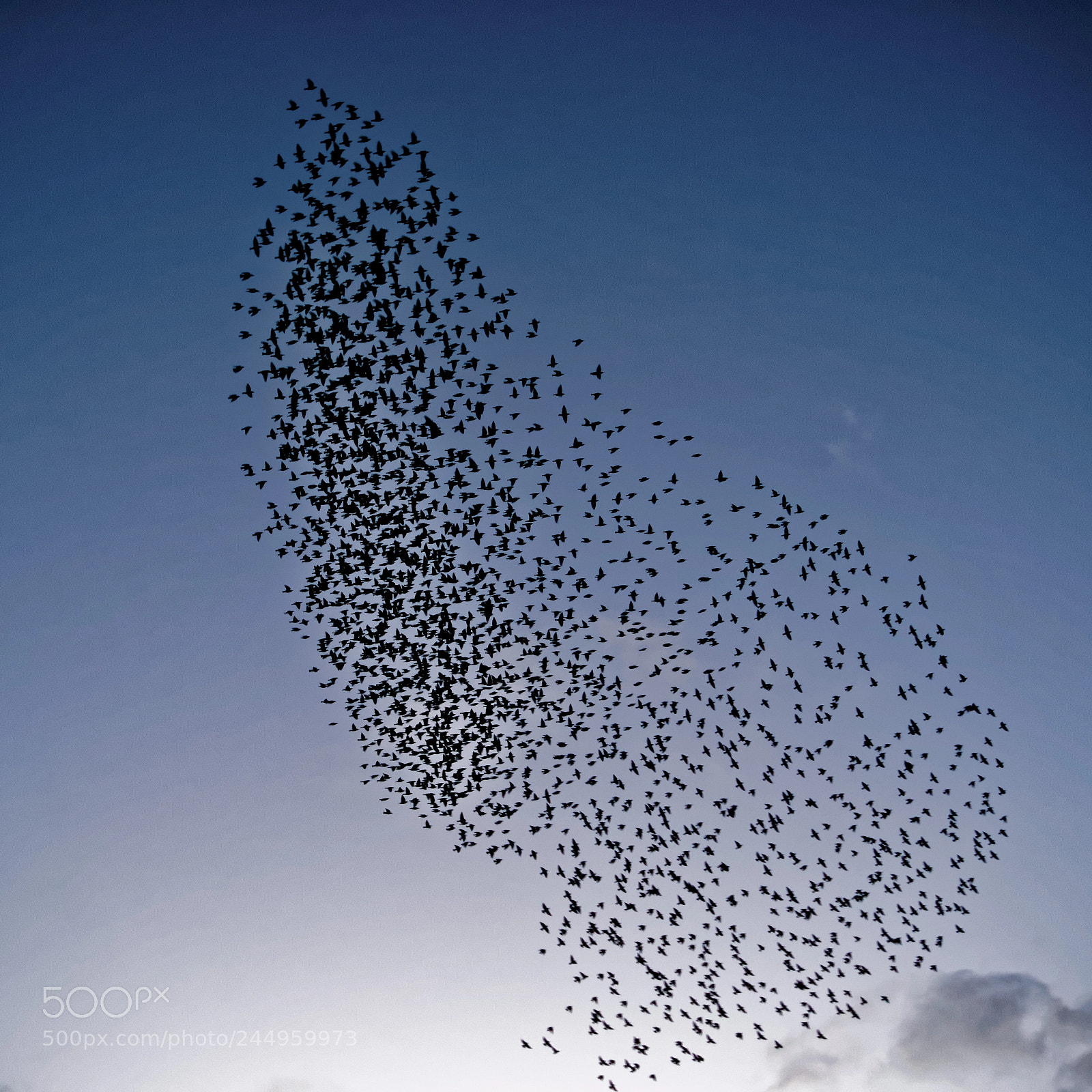 Sony Alpha DSLR-A900 sample photo. Murmuration i photography