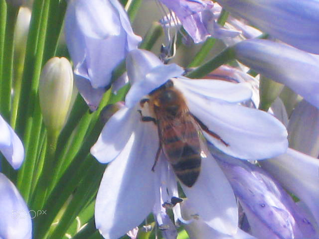 Canon DIGITAL IXUS 850 IS sample photo. Honey seeker photography
