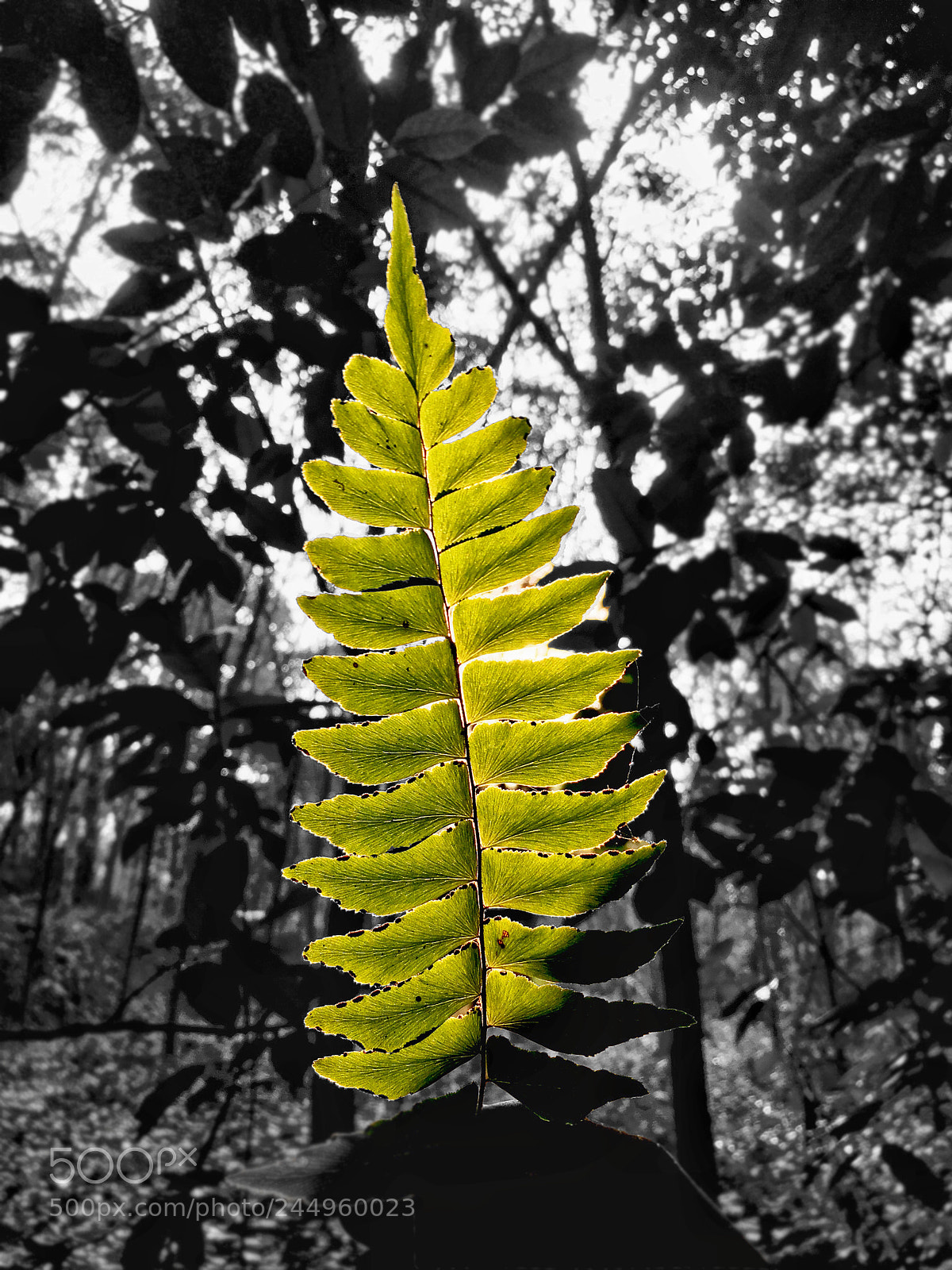Apple iPhone 6s sample photo. Leaf photography