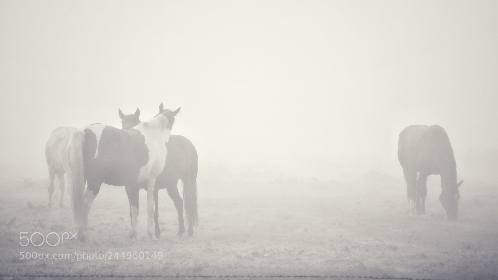 Sony Cyber-shot DSC-HX300 sample photo. Horses in the fog photography