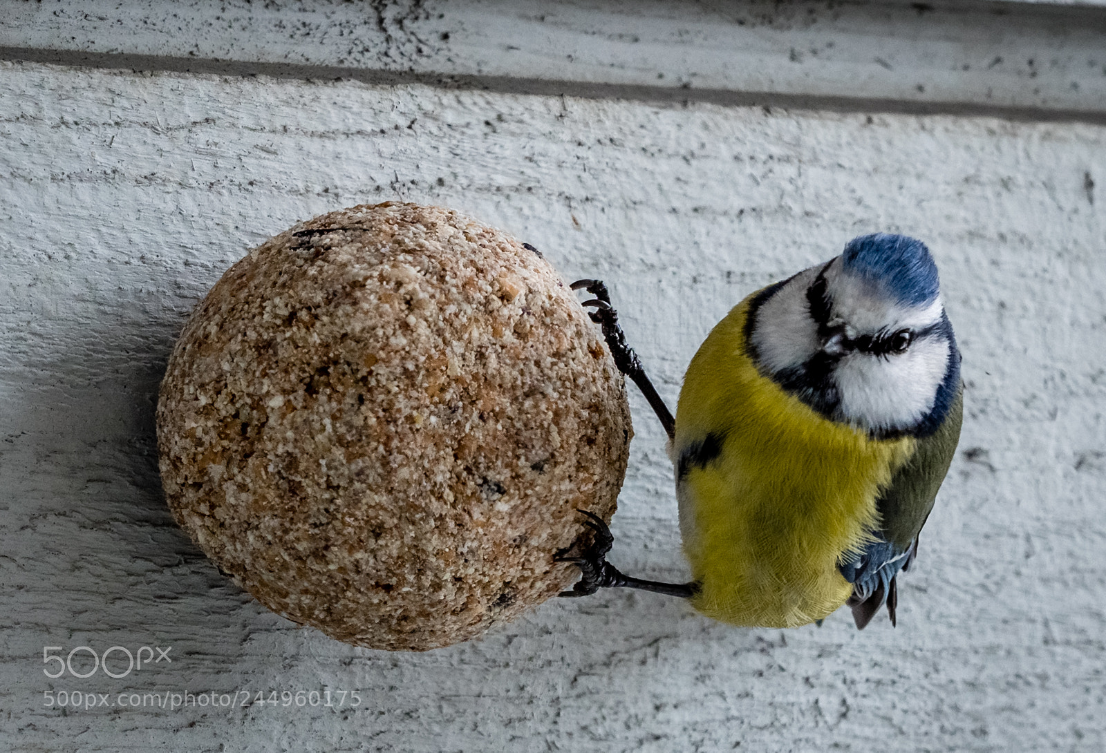 Olympus OM-D E-M1 Mark II sample photo. My preccccious.... photography