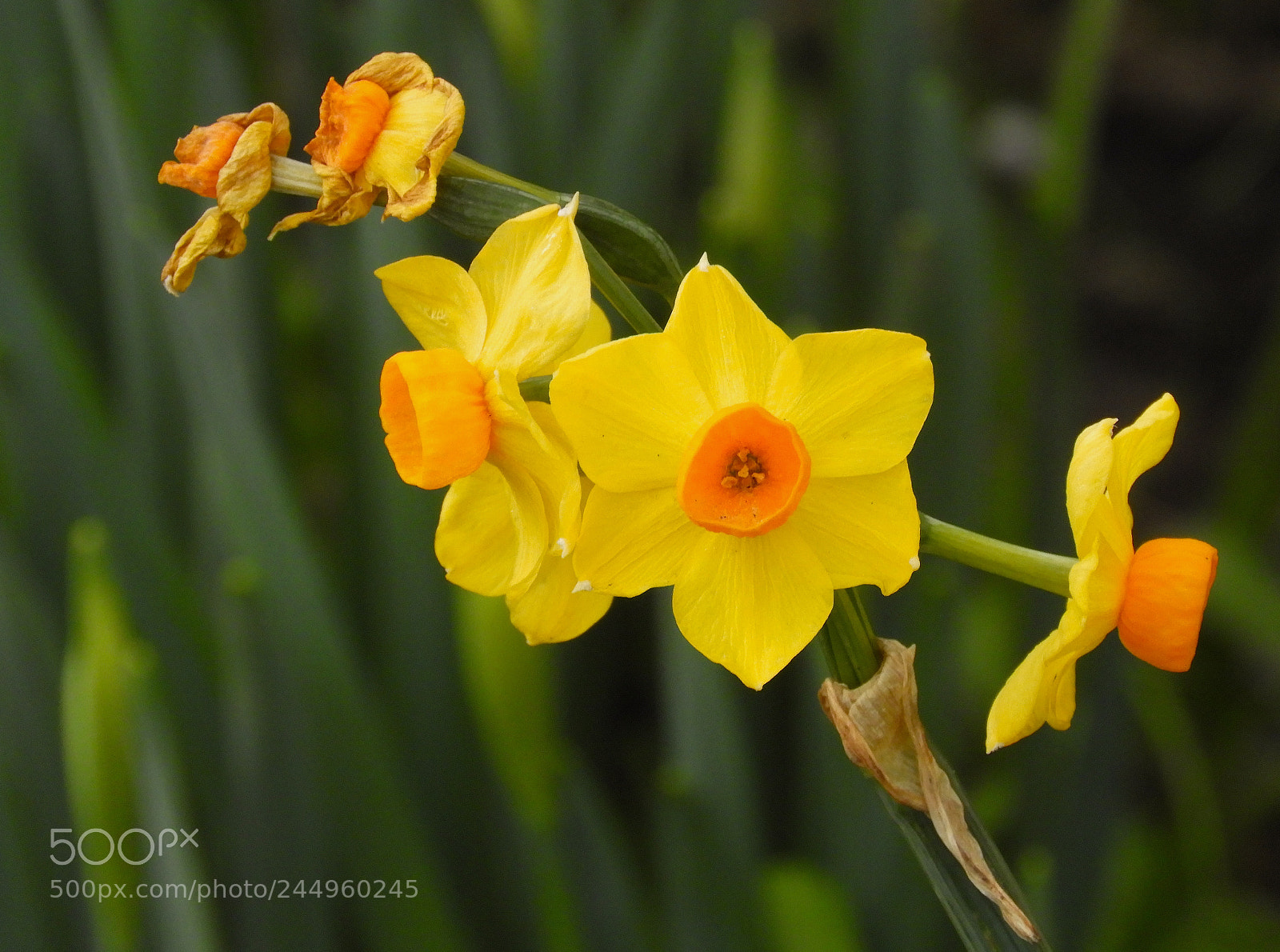 Nikon Coolpix B700 sample photo. Narcissus photography