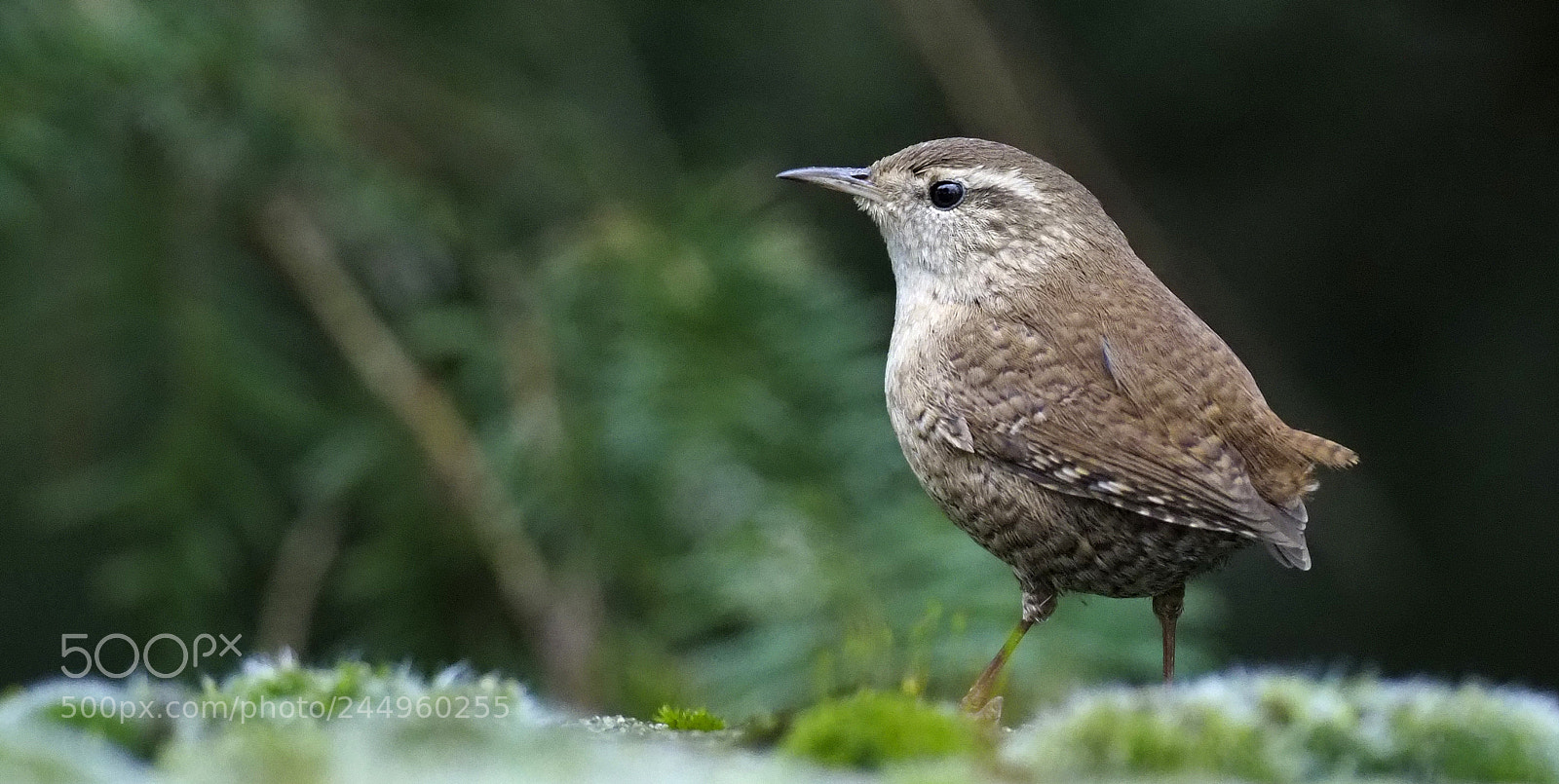 Olympus OM-D E-M1 Mark II sample photo. Little elf photography