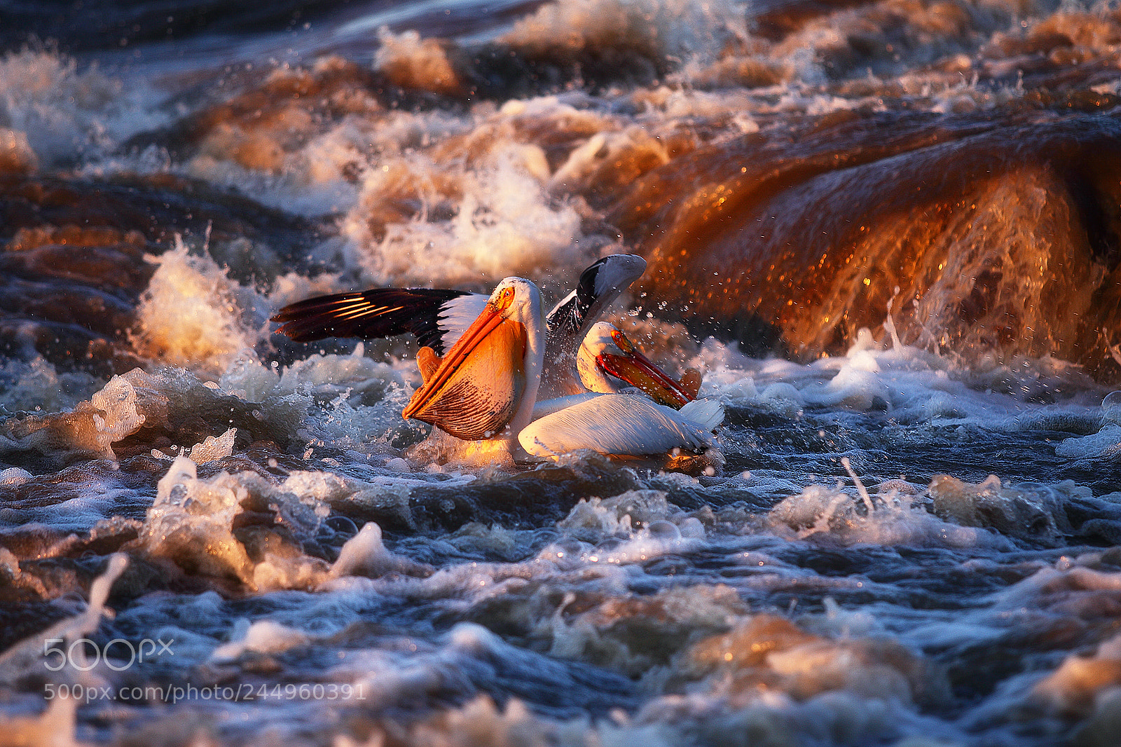 Canon EOS 50D sample photo. Pelican feeding photography