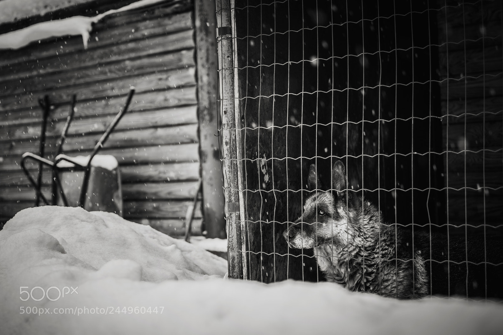 Sony a7R III sample photo. Hertz photography