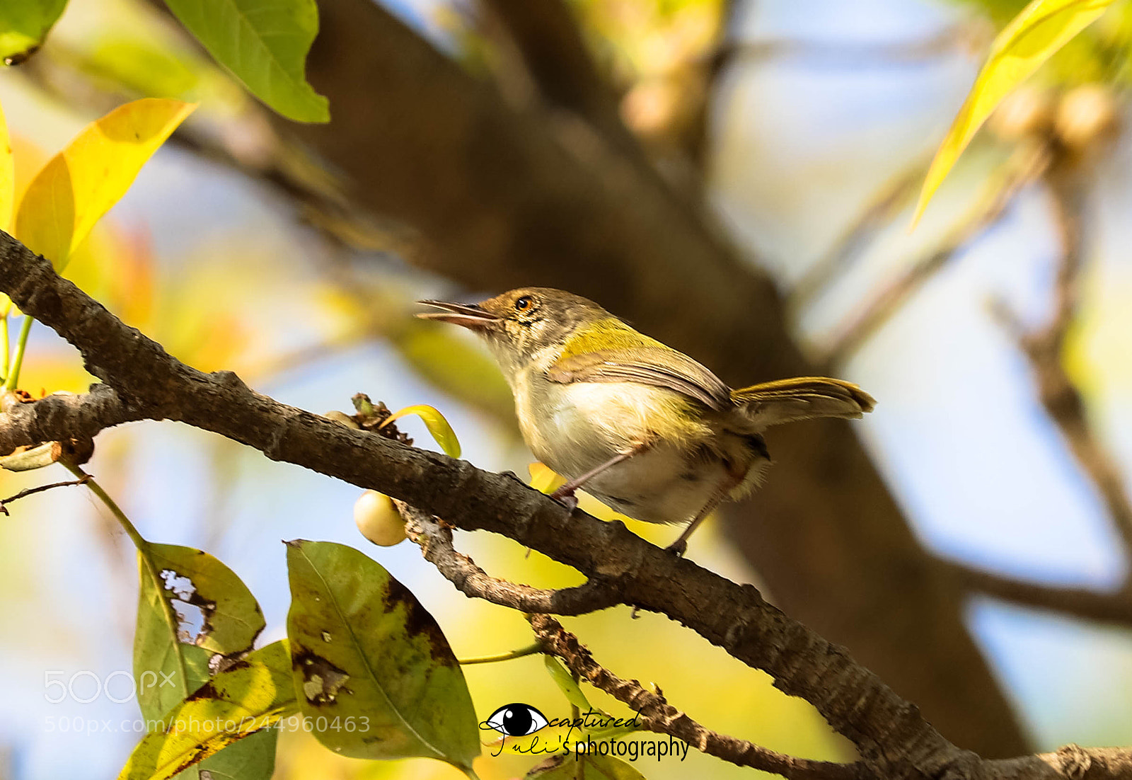 Canon EOS 6D Mark II sample photo. Tailored bird photography