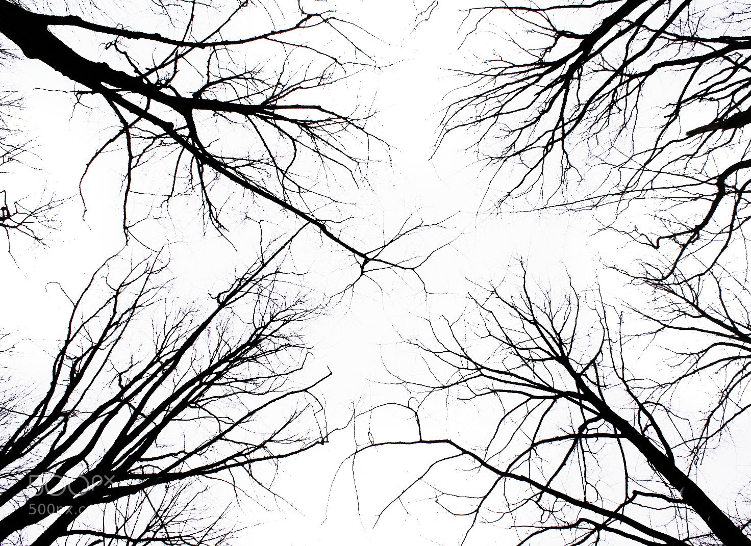 Sony Alpha DSLR-A200 sample photo. Trees photography