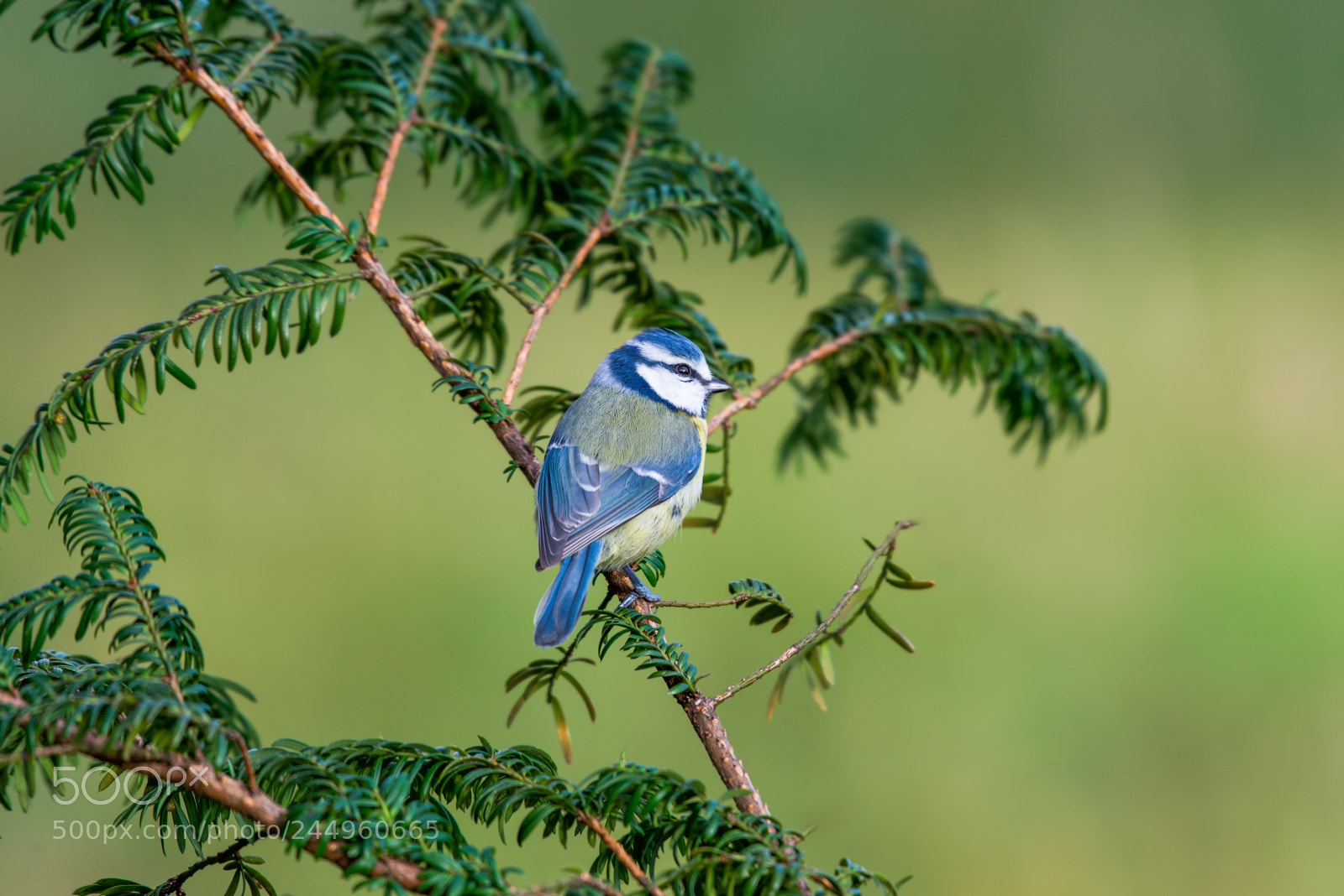 Nikon D610 sample photo. Green & blue photography