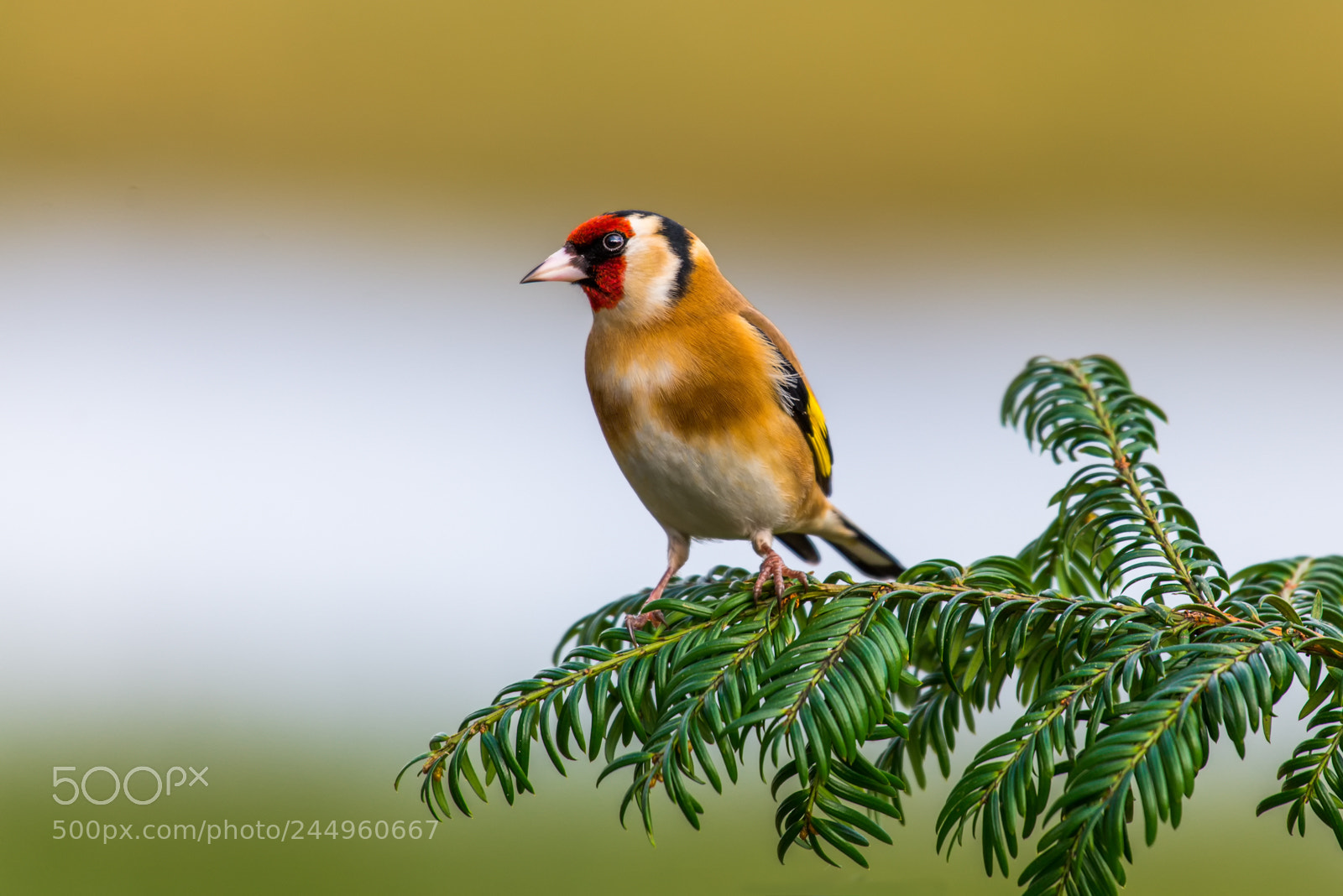 Nikon D610 sample photo. Chaffinch photography