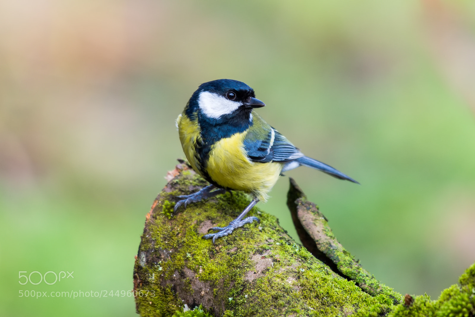 Nikon D610 sample photo. Blue tit photography