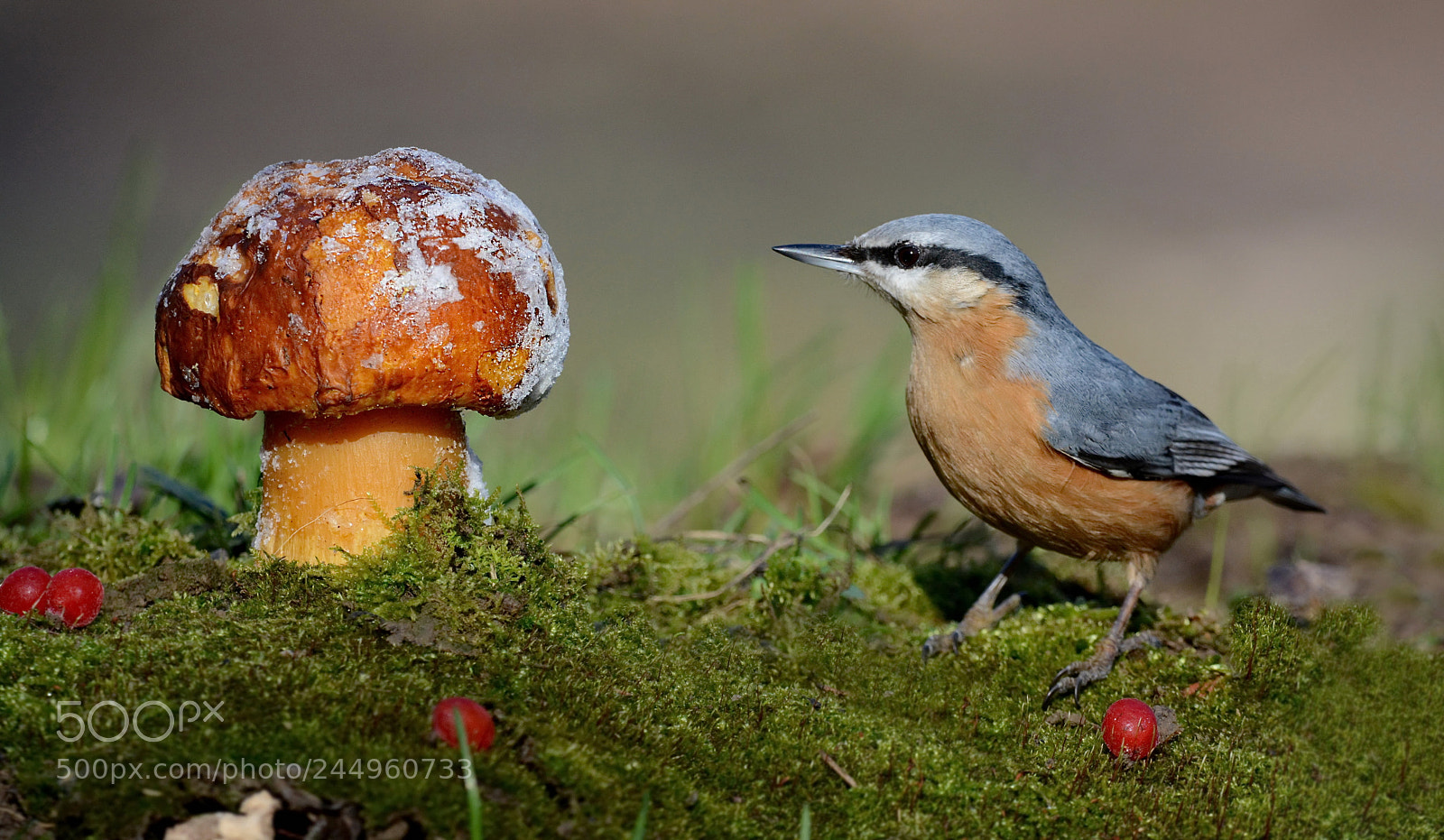 Nikon D7100 sample photo. Nuthatch. photography