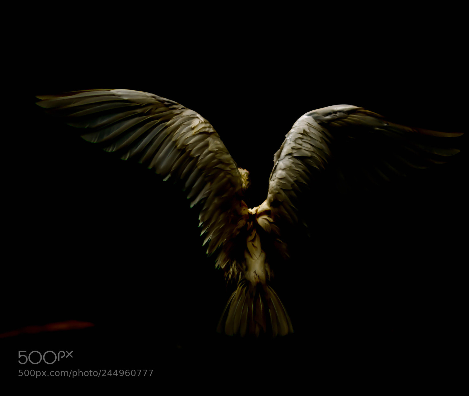 Nikon D800 sample photo. Wings... photography