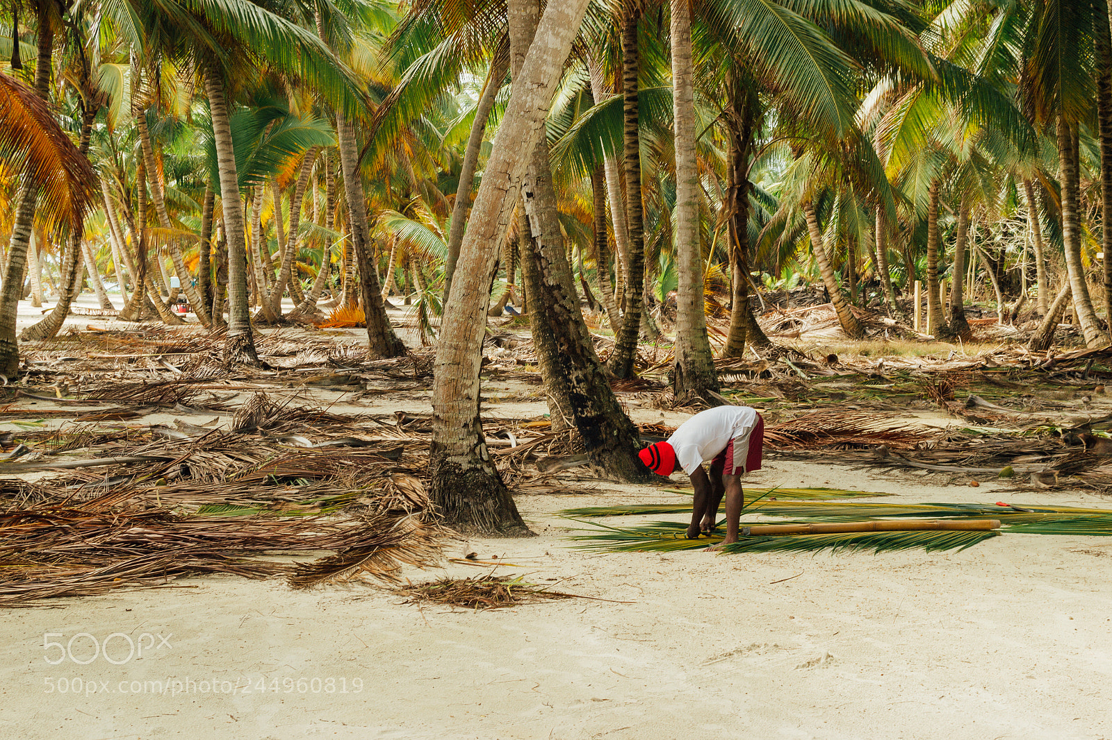 Nikon D3100 sample photo. Carribean forest photography