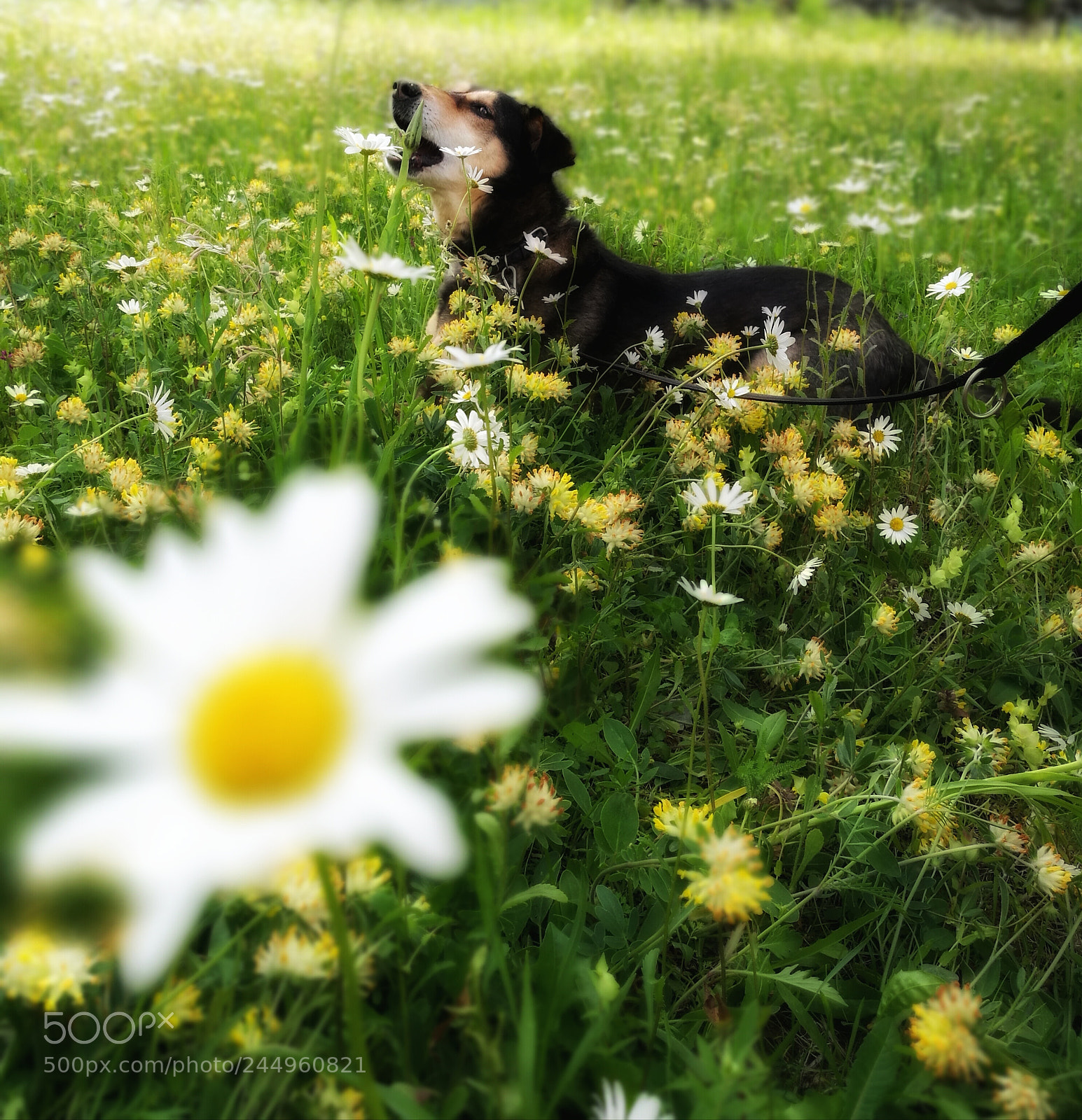 HUAWEI P9 Plus sample photo. Sammy in the flowers photography