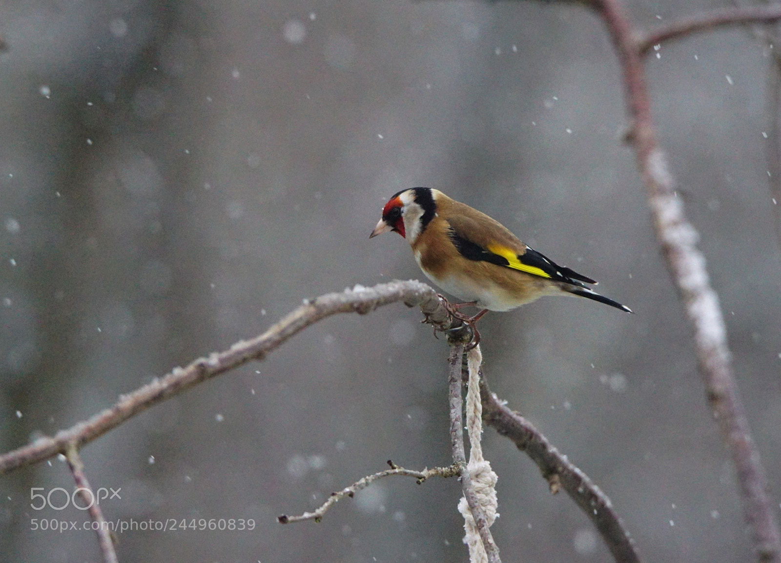 Sony ILCA-77M2 sample photo. Goldfinch on a snowy photography