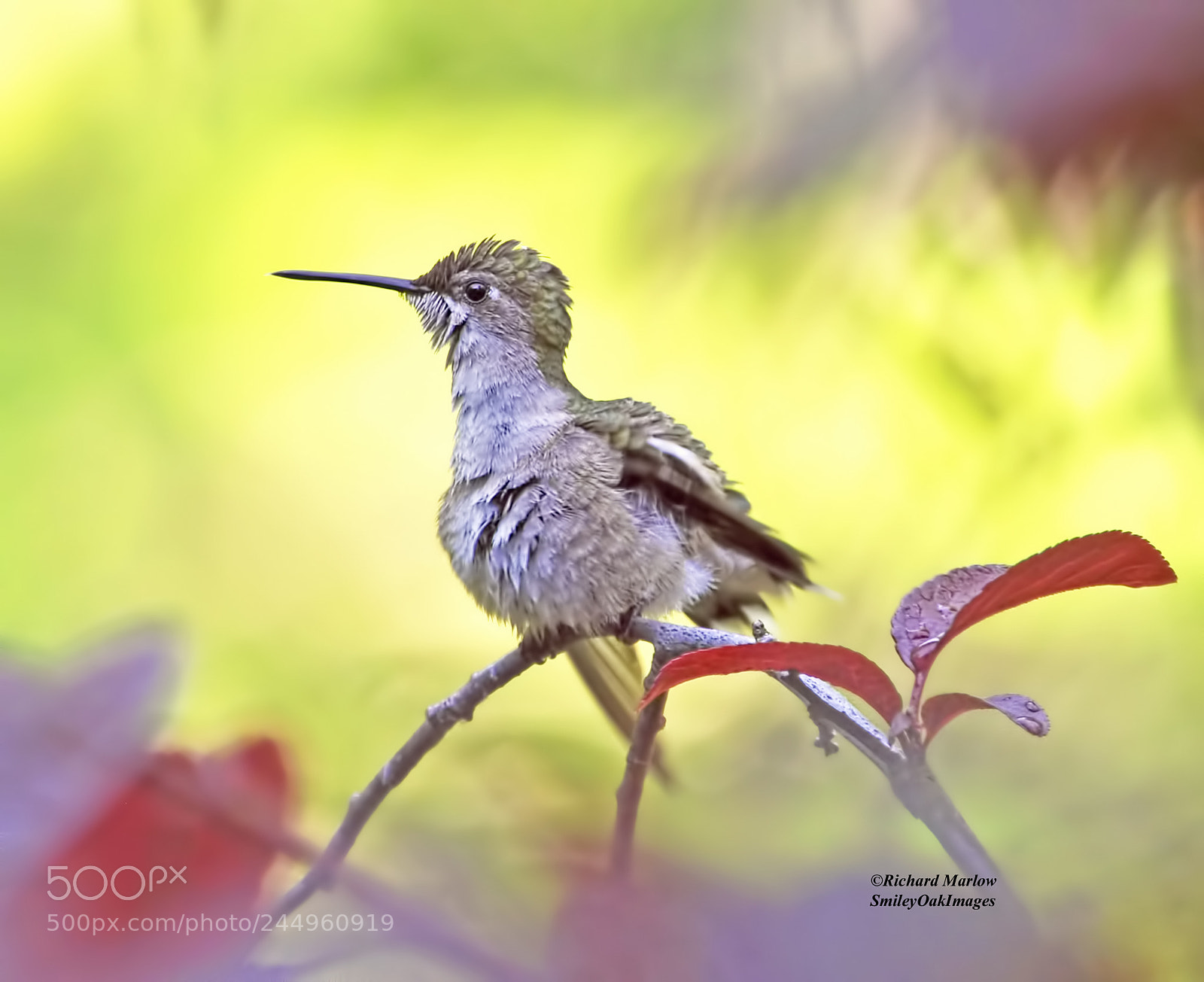 Nikon D5000 sample photo. Wet hummingbird photography