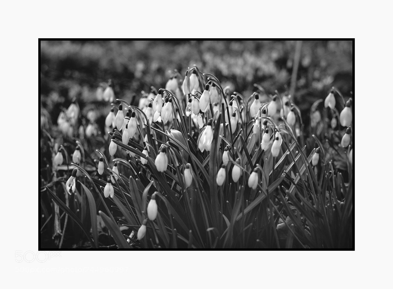 Fujifilm X-T1 sample photo. Snowdrops pits wood helios photography
