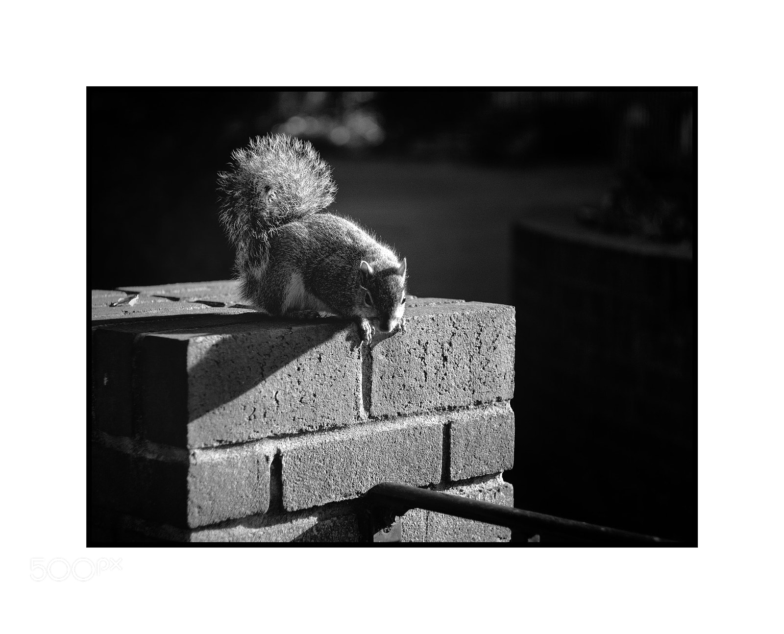 Fujifilm X-T1 sample photo. Little furry friend castle photography