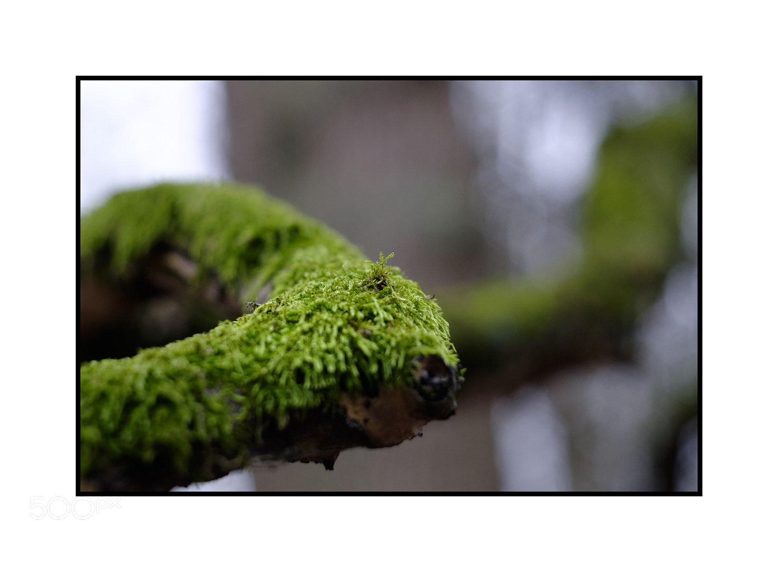 Fujifilm X-T1 sample photo. Green arm pits wood photography