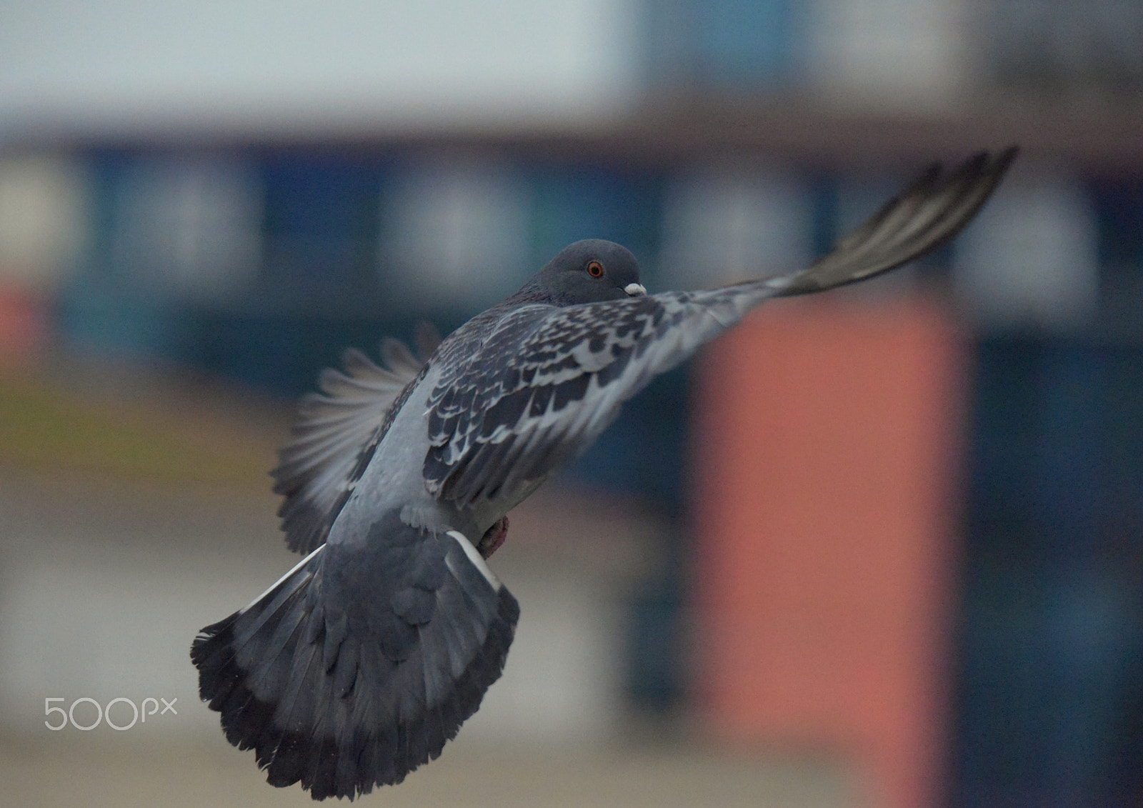 Sigma 150-500mm F5-6.3 DG OS HSM sample photo. Güvercin photography