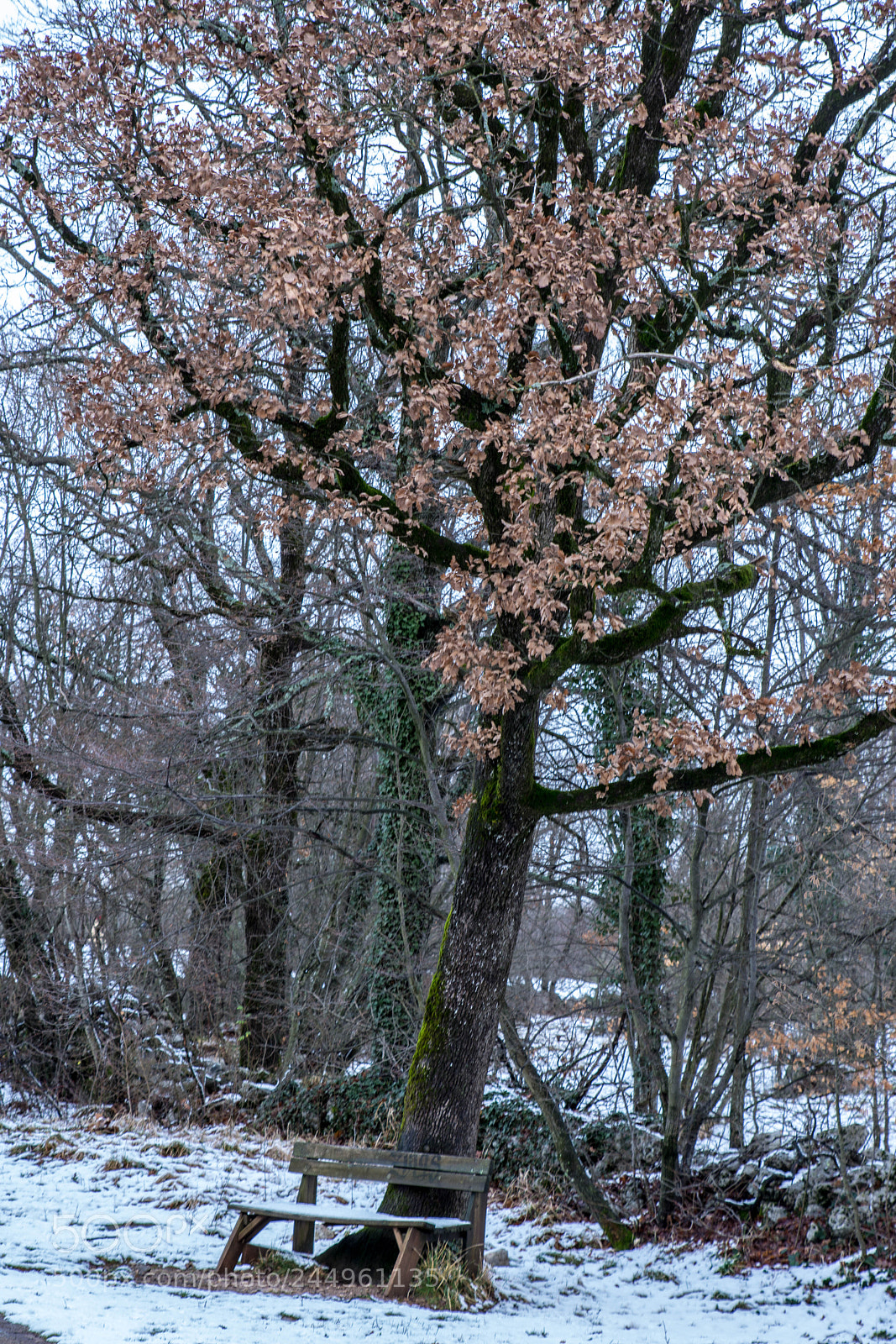 Nikon D7200 sample photo. Bench under the snow photography