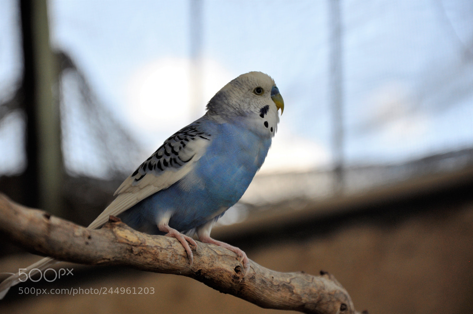 Nikon D90 sample photo. Mexican bird 1 photography