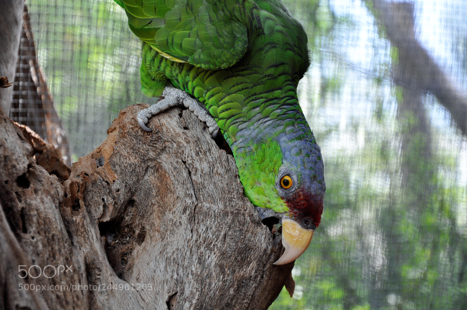 Nikon D90 sample photo. Mexican bird 2 photography