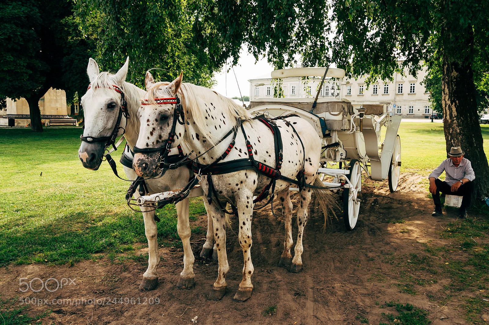 Nikon D3100 sample photo. Horses photography