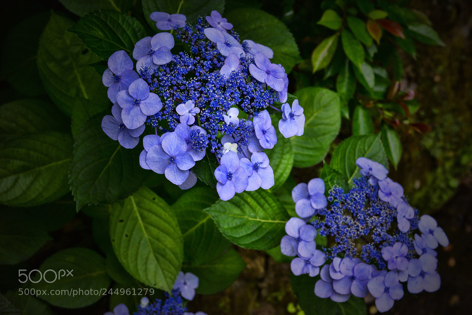 Nikon D800 sample photo. Kamakura hydrangeas 11 photography