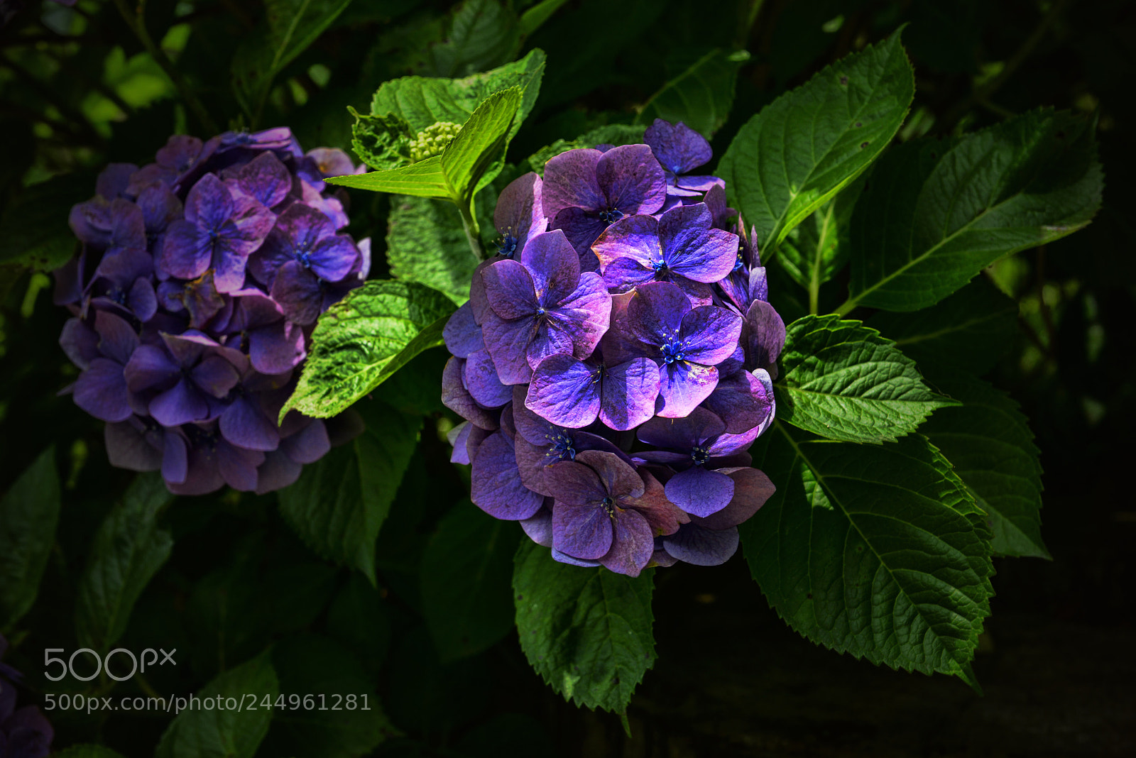 Nikon D800 sample photo. Kamakura hydrangeas 10 photography