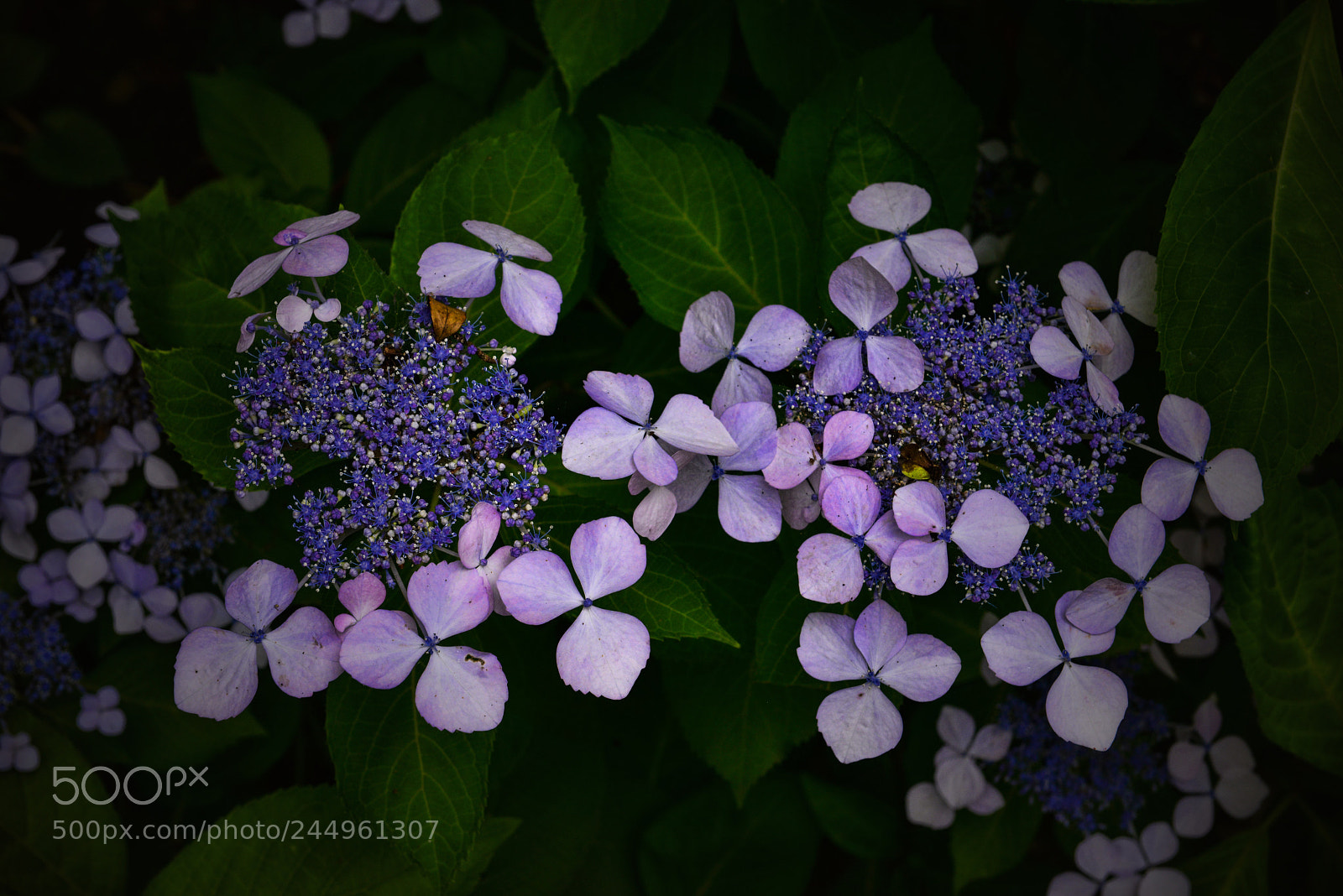 Nikon D800 sample photo. Kamakura hydrangeas 9 photography