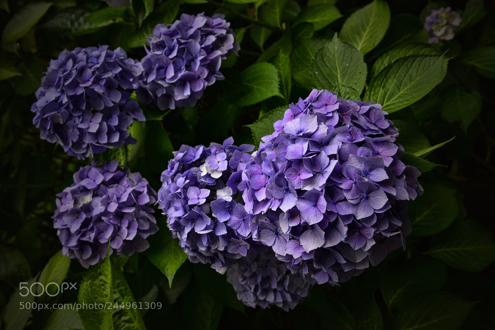 Nikon D800 sample photo. Kamakura hydrangeas 8 photography