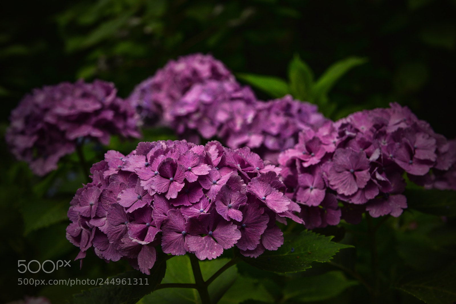 Nikon D800 sample photo. Kamakura hydrangeas 7 photography