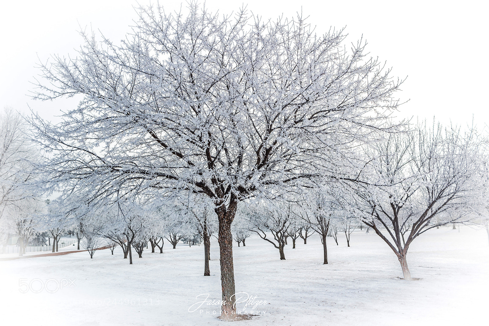 Canon EOS 1300D (EOS Rebel T6 / EOS Kiss X80) sample photo. Frosty tree photography