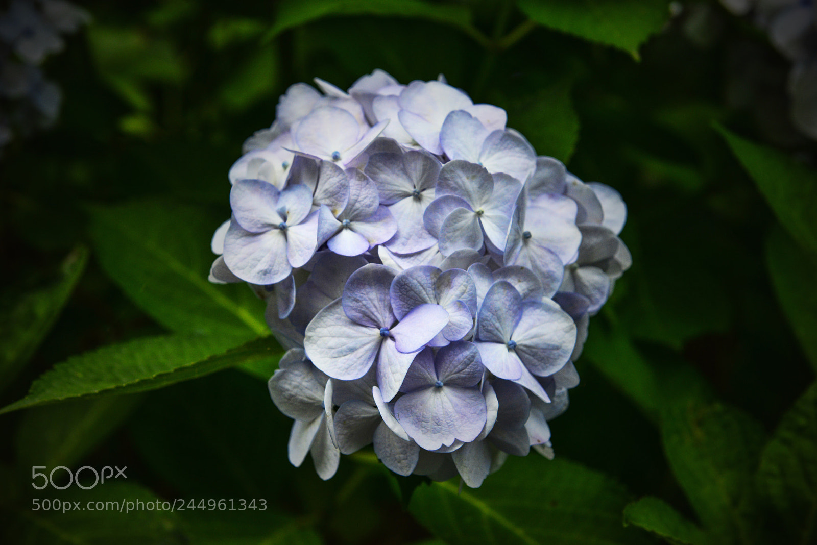 Nikon D800 sample photo. Kamakura hydrangeas 6 photography