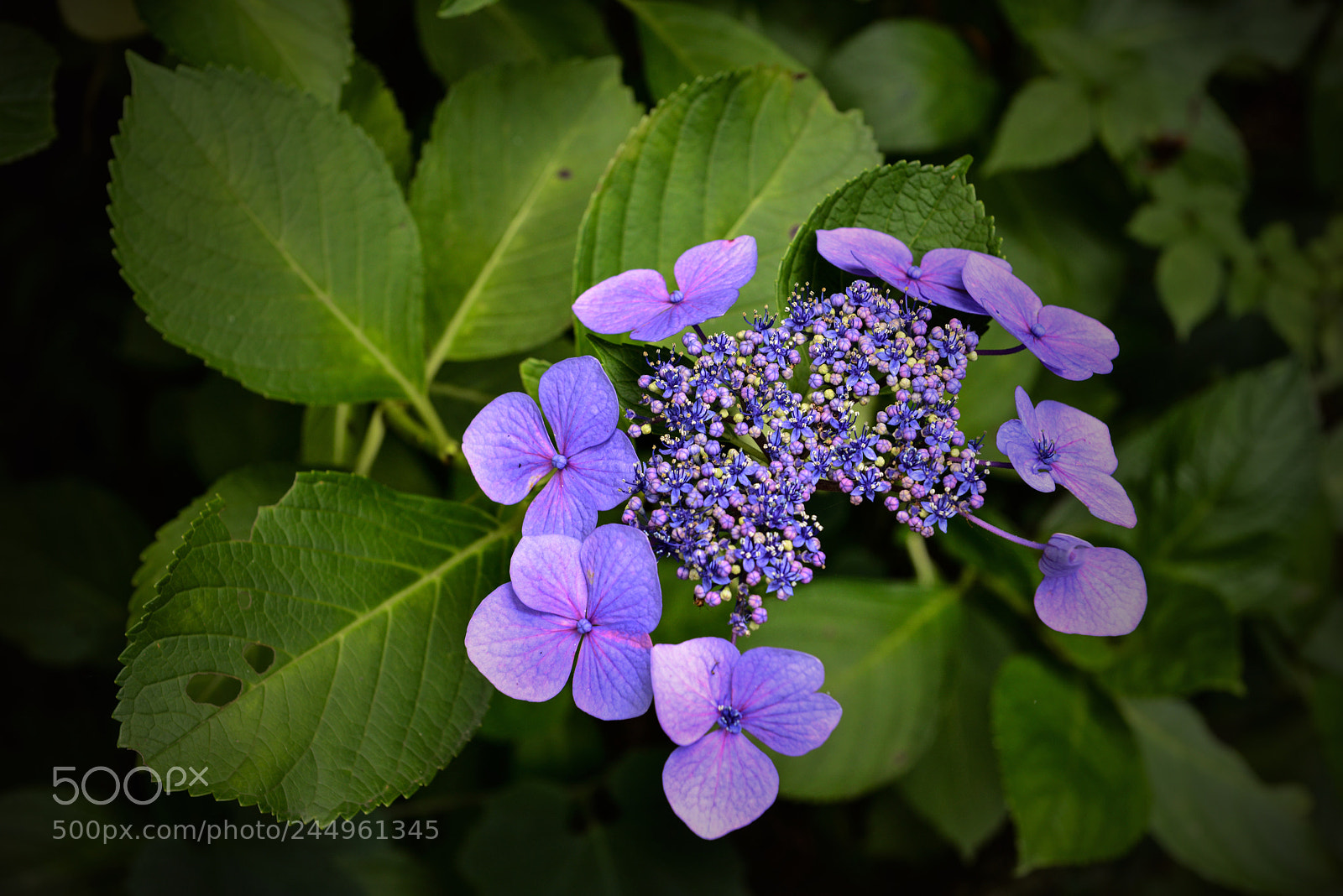 Nikon D800 sample photo. Kamakura hydrangeas 5 photography