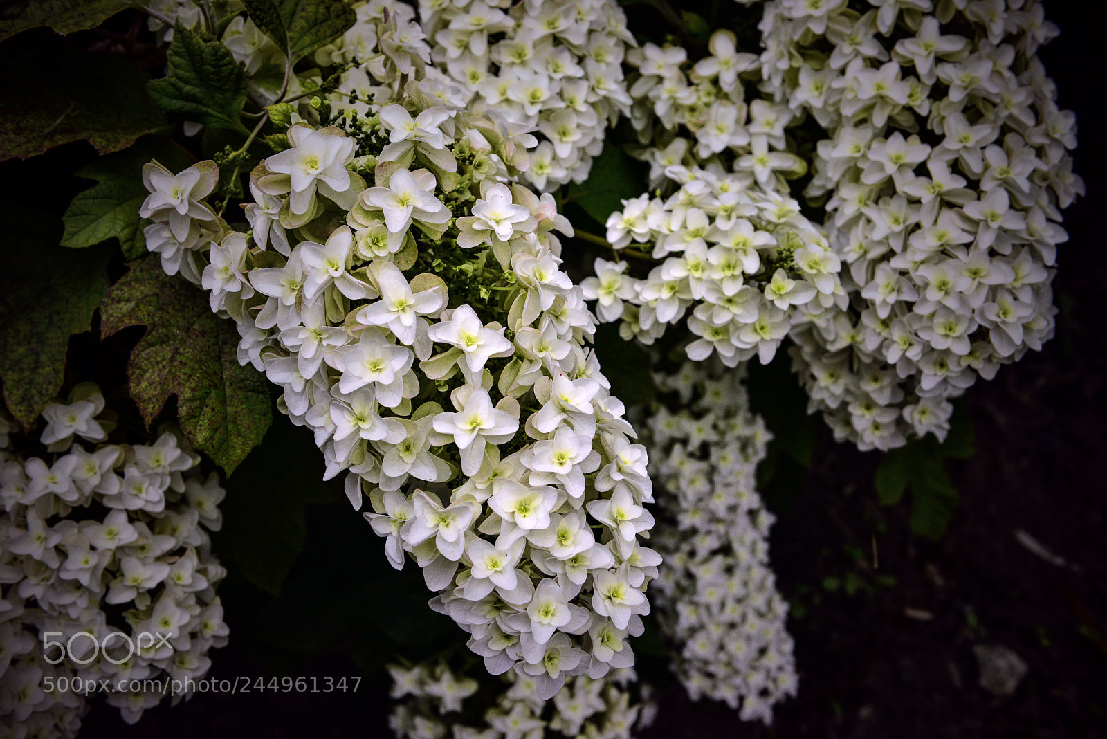 Nikon D800 sample photo. Kamakura hydrangeas 4 photography