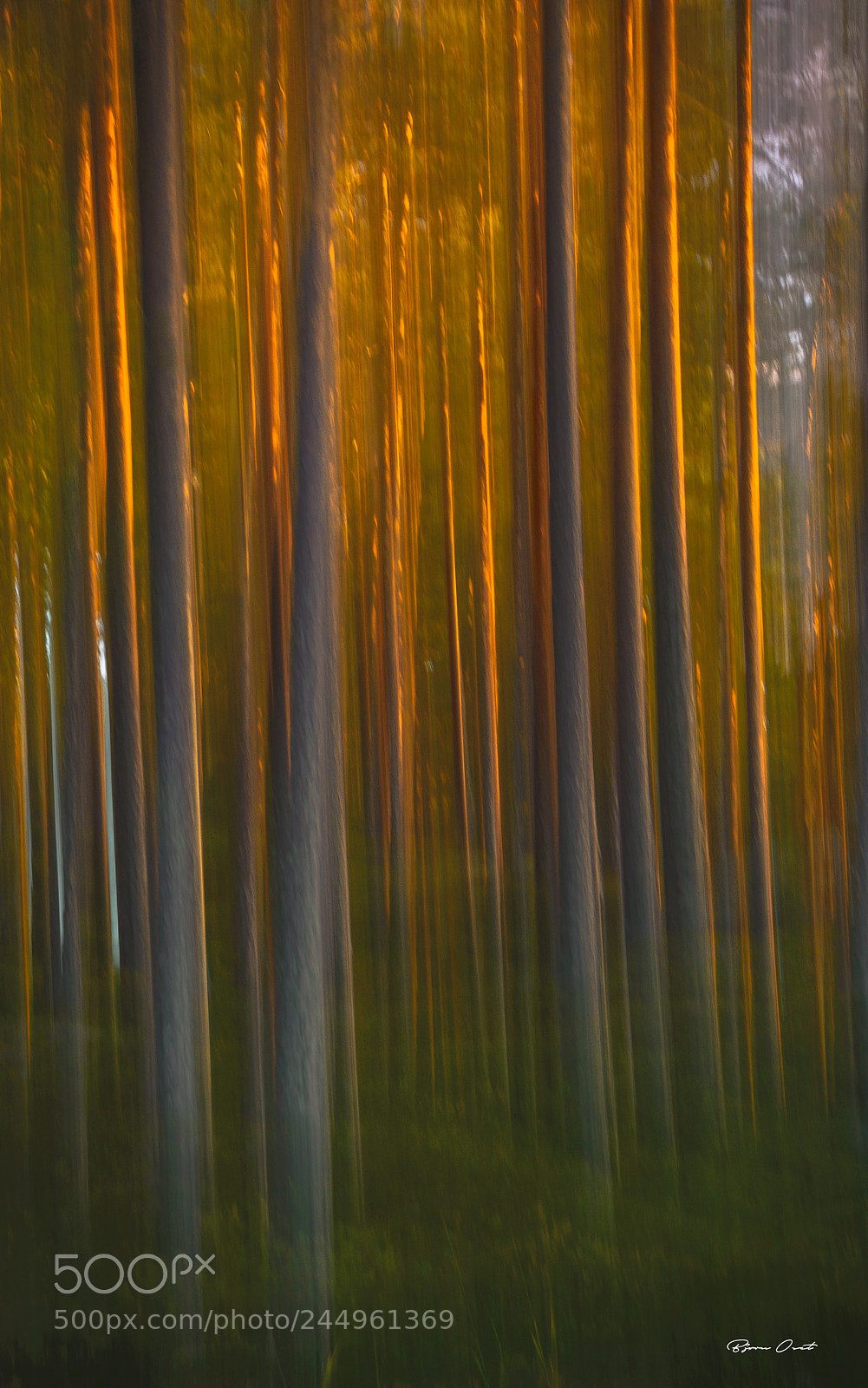 Nikon D610 sample photo. Sunset in the forest photography