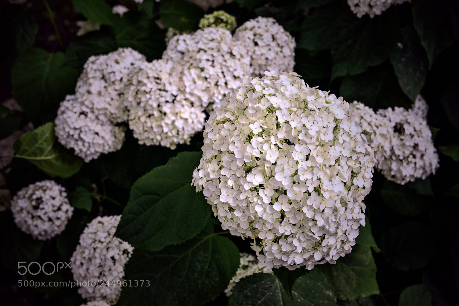 Nikon D800 sample photo. Kamakura hydrangeas 3 photography