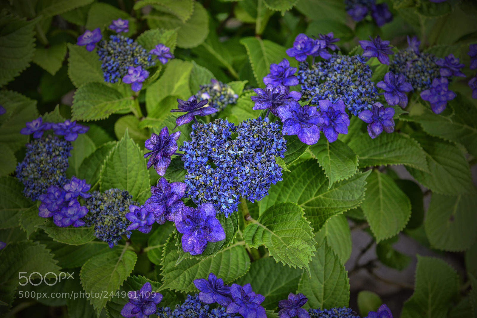 Nikon D800 sample photo. Kamakura hydrangeas 2 photography