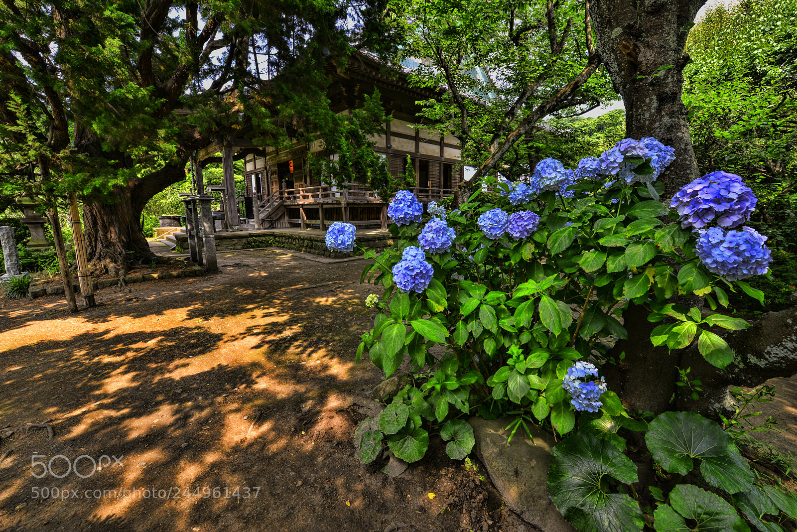 Nikon D800 sample photo. Kamakura hydrangeas 1 photography