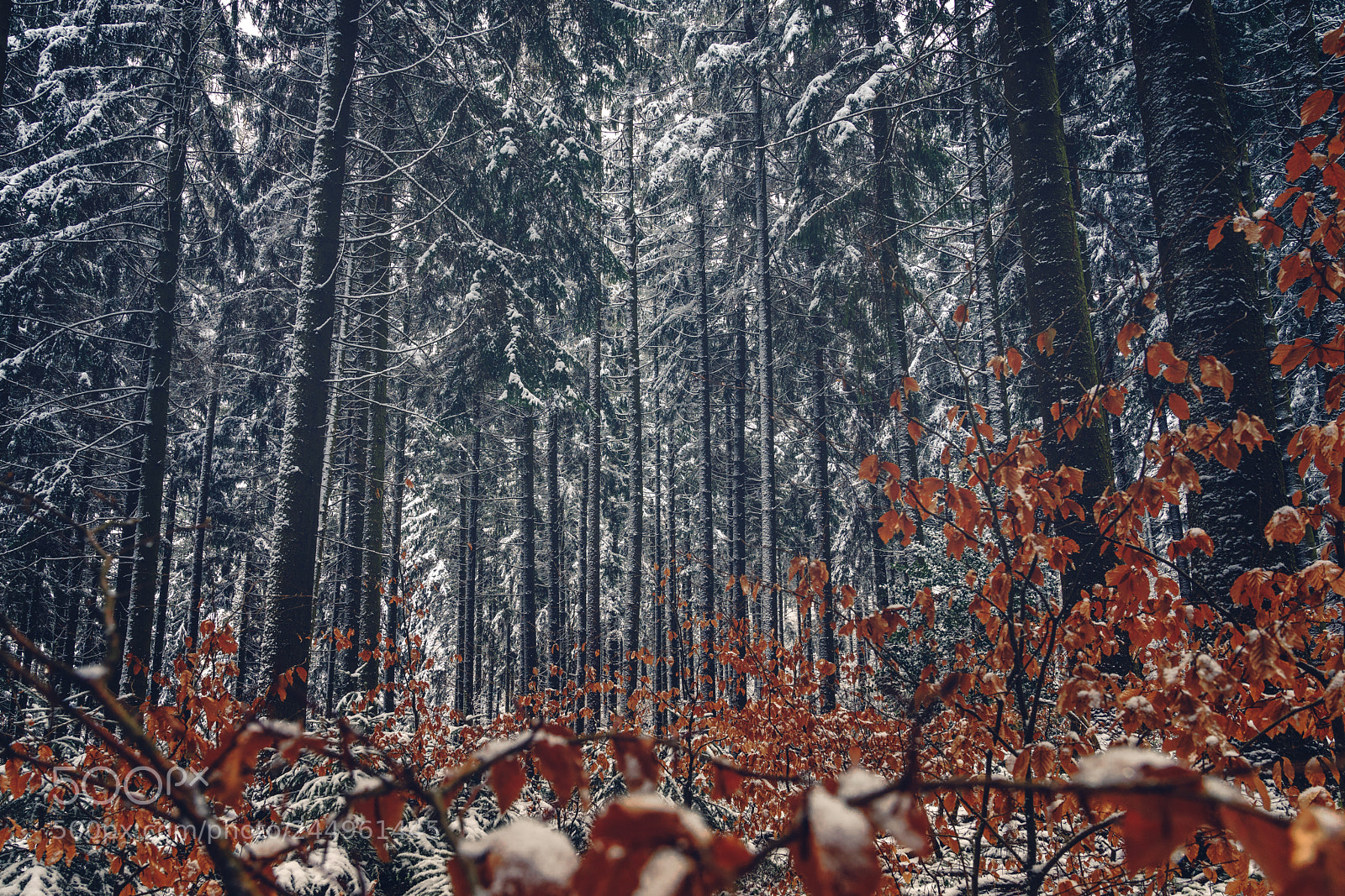 Sony a7R II sample photo. Http://weinheim.photos photography