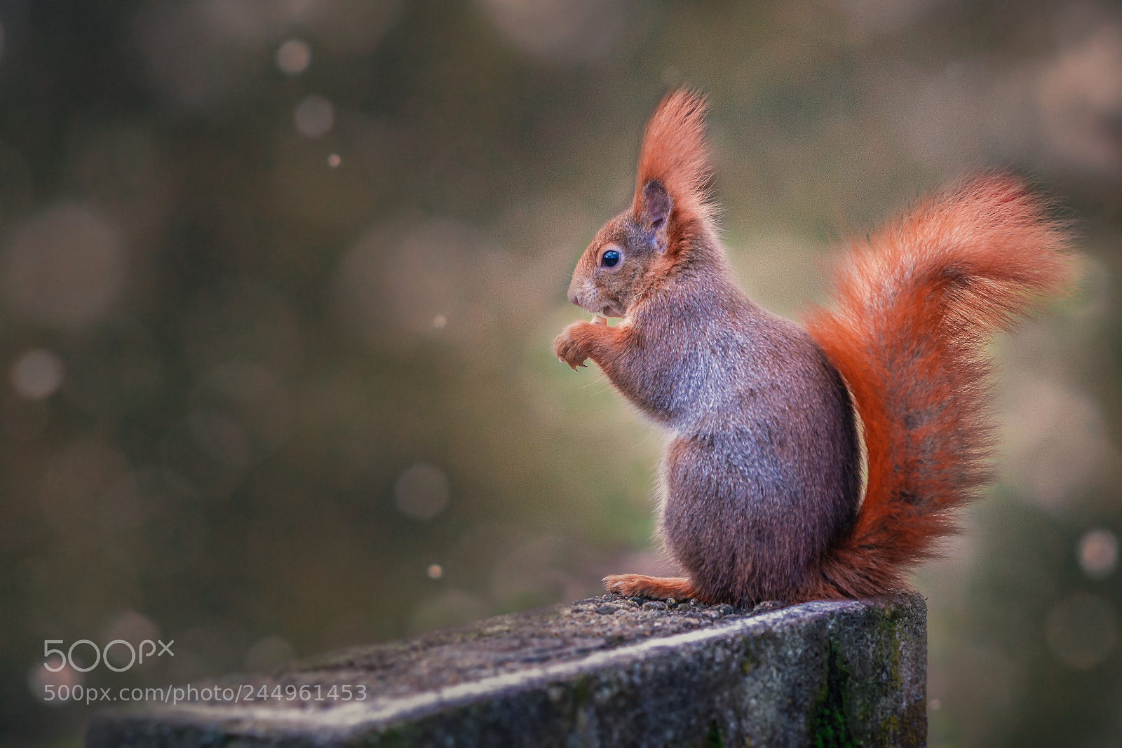 Sony a7R II sample photo. Sweet squirrel photography