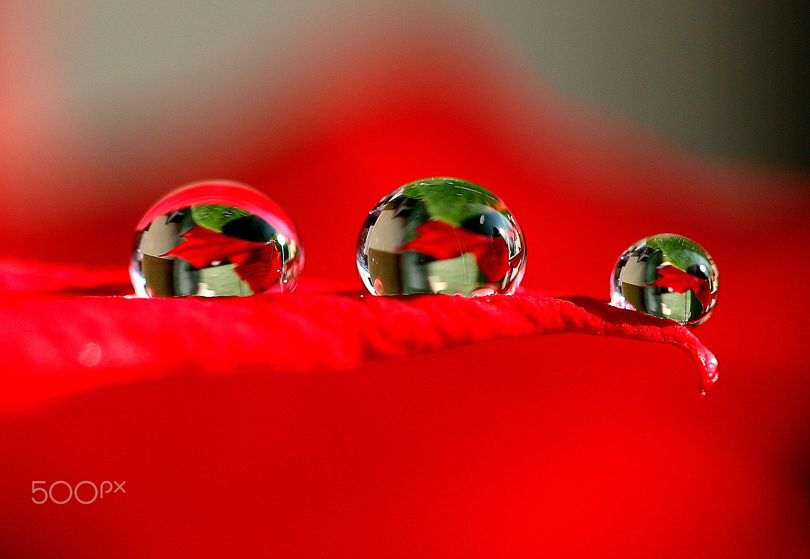Canon EF 100mm F2.8L Macro IS USM sample photo. Christmas star photography
