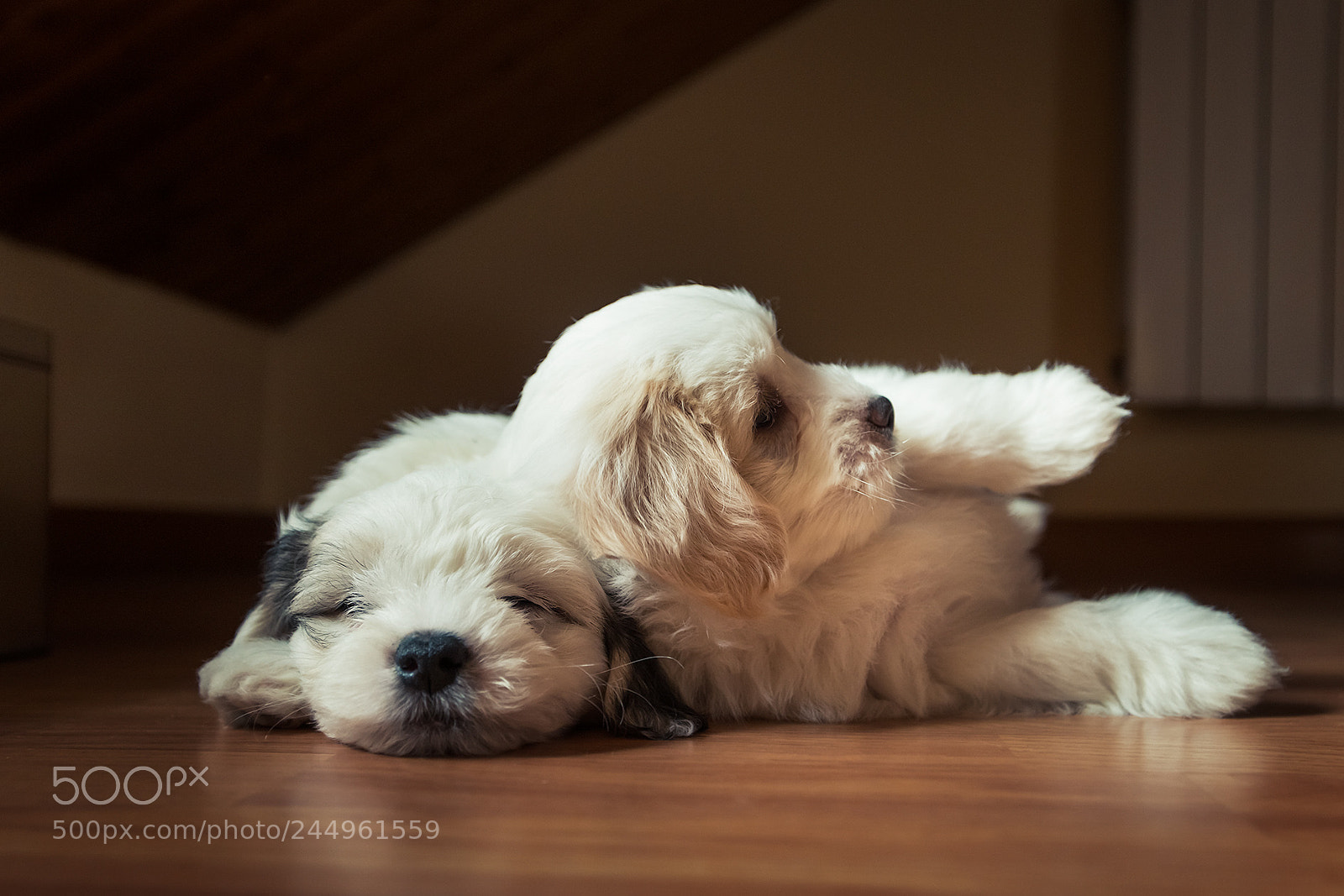Nikon D800 sample photo. Woof fotograf a perruna photography
