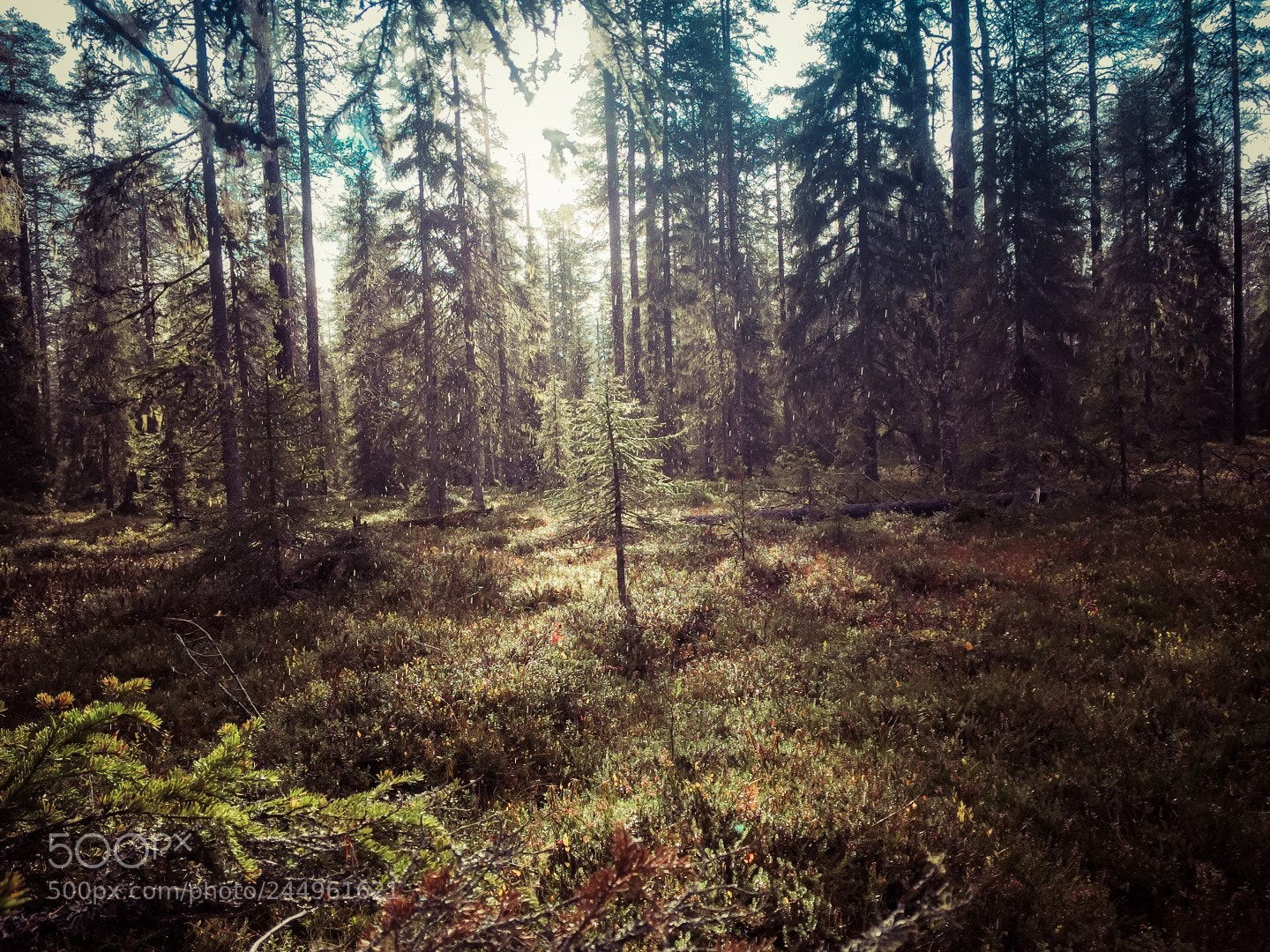 Apple iPhone 6 sample photo. Old forest photography