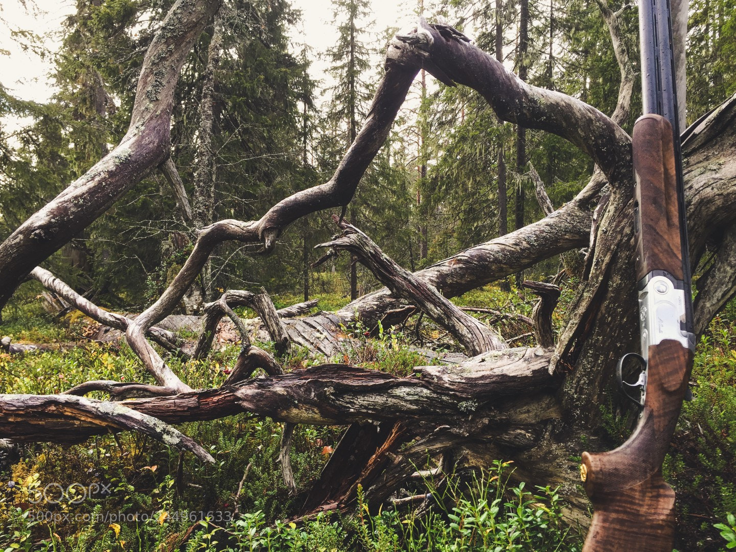 Apple iPhone 6 sample photo. Dead tree and beretta photography