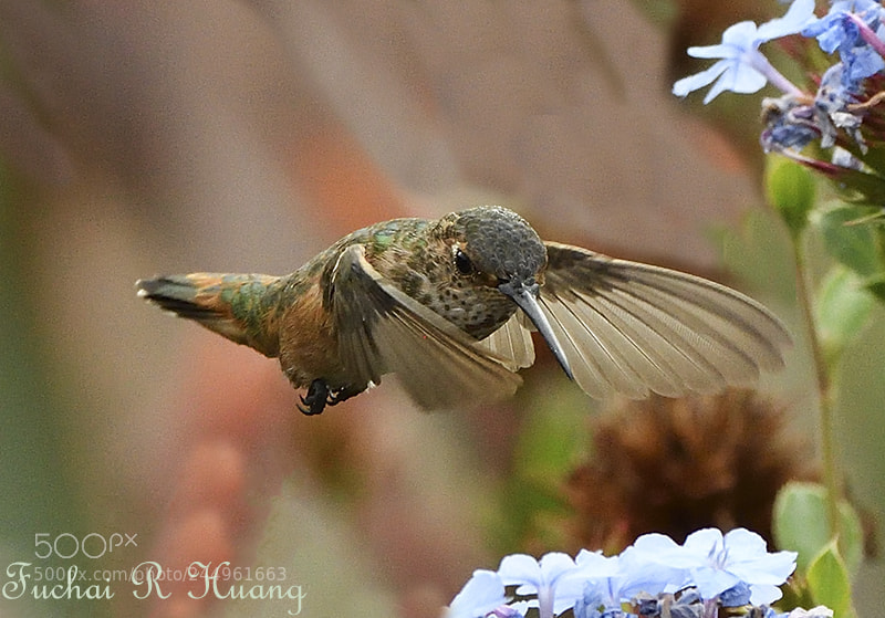 Nikon D500 sample photo. Allen's hummingbird photography