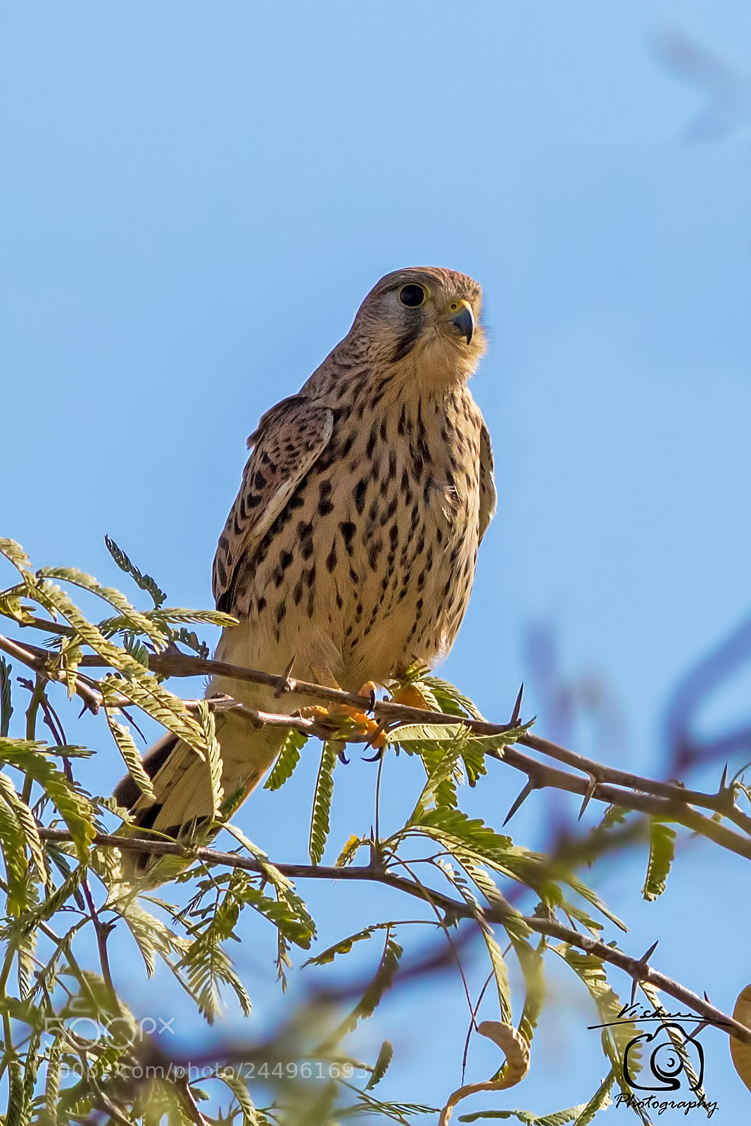 Canon EOS 7D Mark II sample photo. Common kestrel photography
